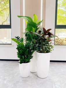 宁波北仑植物出租服务优，绿植为您添风采